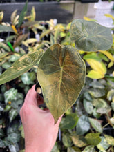 Load image into Gallery viewer, Alocasia Wentii Aurea variegated 2.5" pot, Fedex 2day*
