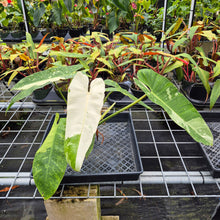 Load image into Gallery viewer, Philodendron Jose Buono, Exact Plant Variegated Ships Nationwide
