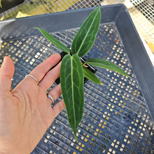 Load image into Gallery viewer, Anthurium Warocqueanum, Queen, Exact Plant Ships Nationwide
