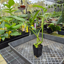 Load image into Gallery viewer, Monstera Burle Marx Flame, Exact Plant Ships Nationwide
