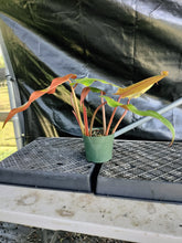Load image into Gallery viewer, Philodendron Orange Marmalade, Exact Plant Ships Nationwide
