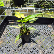 Load image into Gallery viewer, Homalomena Schismatoglottis Wallichii Variegated, exact plant, Fedex 2day*
