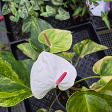 Load image into Gallery viewer, Anthurium Andraeanum White Heart, Exact Plant Variegated Ships Nationwide
