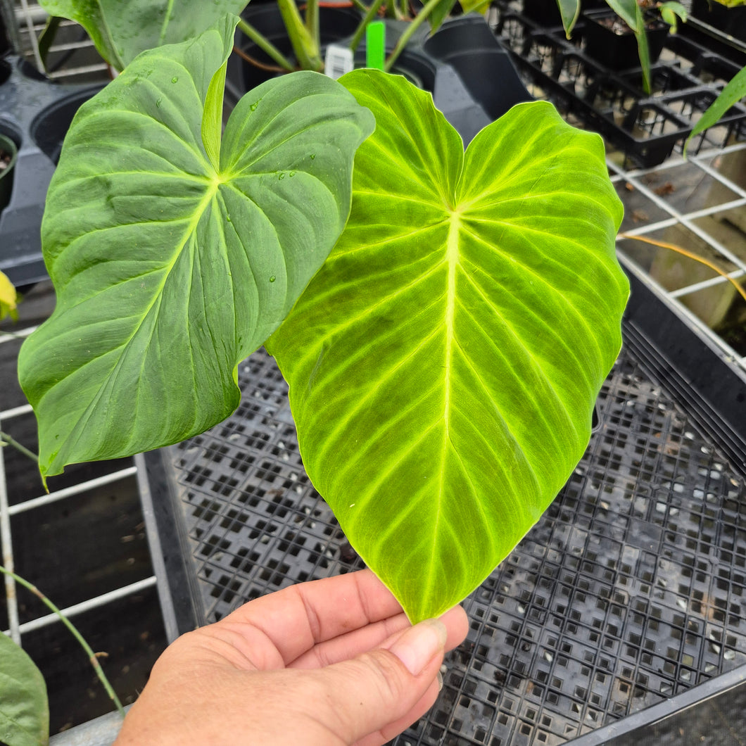 Philodendron Verrucosum Pseudoverrucosum Croat , Exact Plant Ships Nationwide