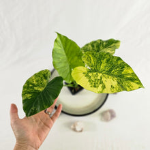 Load image into Gallery viewer, Alocasia Gageana Aurea, Exact Plant Variegated
