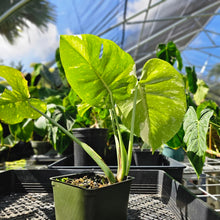 Load image into Gallery viewer, Monstera Thai Constellation, Exact Plant Variegated Ships Nationwide
