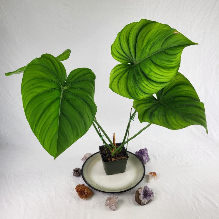 Philodendron Pastazanum 2.5