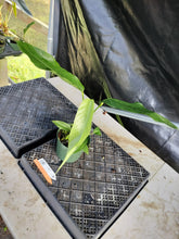 Load image into Gallery viewer, Anthurium Spectabile, Exact Plant Ships Nationwide
