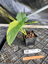 Load image into Gallery viewer, Philodendron Bipennifolium, Exact Plant Variegated Ships Nationwide
