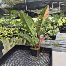 Load image into Gallery viewer, Philodendron Ring Of Fire Variegated exact plant, Fedex 2day*

