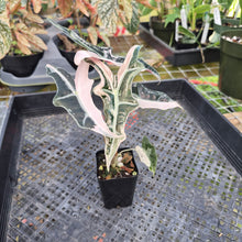 Load image into Gallery viewer, Alocasia nobilis pink Variegated Ships Nationwide
