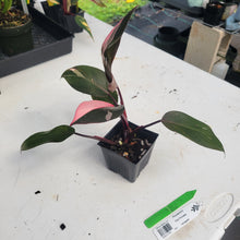 Load image into Gallery viewer, Philodendron Pink Princess, Exact Plant Variegated Ships Nationwide
