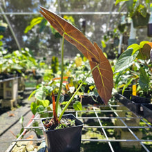 Load image into Gallery viewer, Alocasia Grandis, Exact Plant
