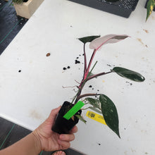 Load image into Gallery viewer, Philodendron Red Anderson, Exact Plant Ships Nationwide
