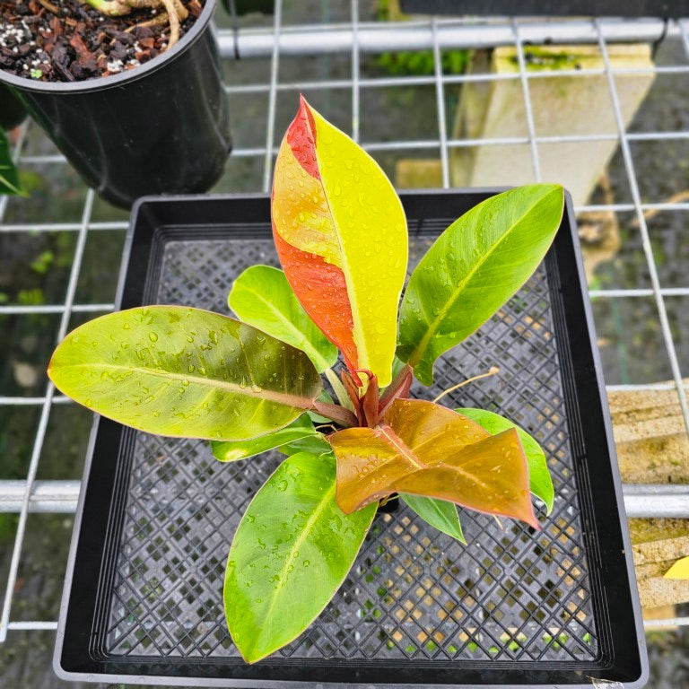 Philodendron Red Moon, Exact Plant Variegated