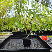 Load image into Gallery viewer, Philodendron Quercifolium, Exact Plant Ships Nationwide
