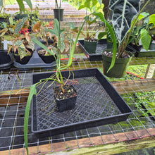 Load image into Gallery viewer, Philodendron Holtonianum, Exact Plant Ships Nationwide
