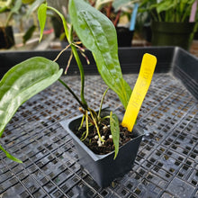 Load image into Gallery viewer, Anthurium Sp. Limon, Exact Plant Ships Nationwide
