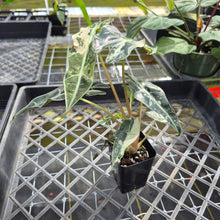 Load image into Gallery viewer, Alocasia polly snowflake variegated, Exact Plant Ships Nationwide.
