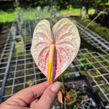 Load image into Gallery viewer, Anthurium Peppermint Splash, Shibori AFF, speckled , Exact Plant
