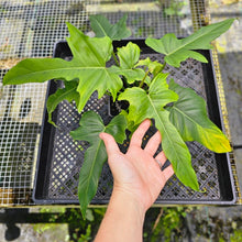 Load image into Gallery viewer, Philodendron Green Golden Dragon, Exact Plant
