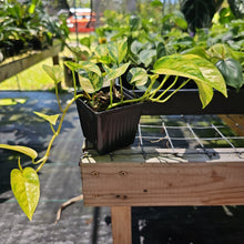 Load image into Gallery viewer, Epipremnum Pinnatum Sunburst, Exact Plant Variegated Ships Nationwide
