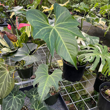 Load image into Gallery viewer, Anthurium Macrolobium exact plant, Fedex 2day*
