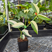 Load image into Gallery viewer, Scindapsus Blue Albo, Exact Plant Variegated Ships Nationwide
