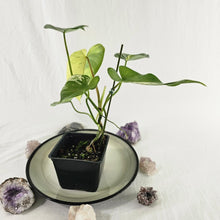 Load image into Gallery viewer, Philodendron Ilsemanii, Exact Plant Variegated Ships Nationwide
