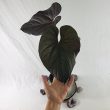 Load image into Gallery viewer, Anthurium Moodeanum, Exact Plant X-Large, sport-variegated
