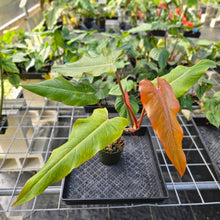 Load image into Gallery viewer, Philodendron Orange Marmalade, Exact Plant Ships Nationwide
