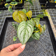 Load image into Gallery viewer, Philodendron Brandtianum, Exact Plant Ships Nationwide

