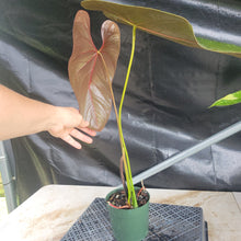 Load image into Gallery viewer, Anthurium Moodeanum, Exact Plant Ships Nationwide
