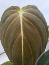 Load image into Gallery viewer, Philodendron Melanochrysum, Exact Plant
