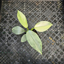 Load image into Gallery viewer, Philodendron Hastatum Silver Sword, Exact Plant Variegated Ships Nationwide
