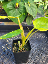 Load image into Gallery viewer, Philodendron Domesticum, Exact Plant Variegated Ships Nationwide

