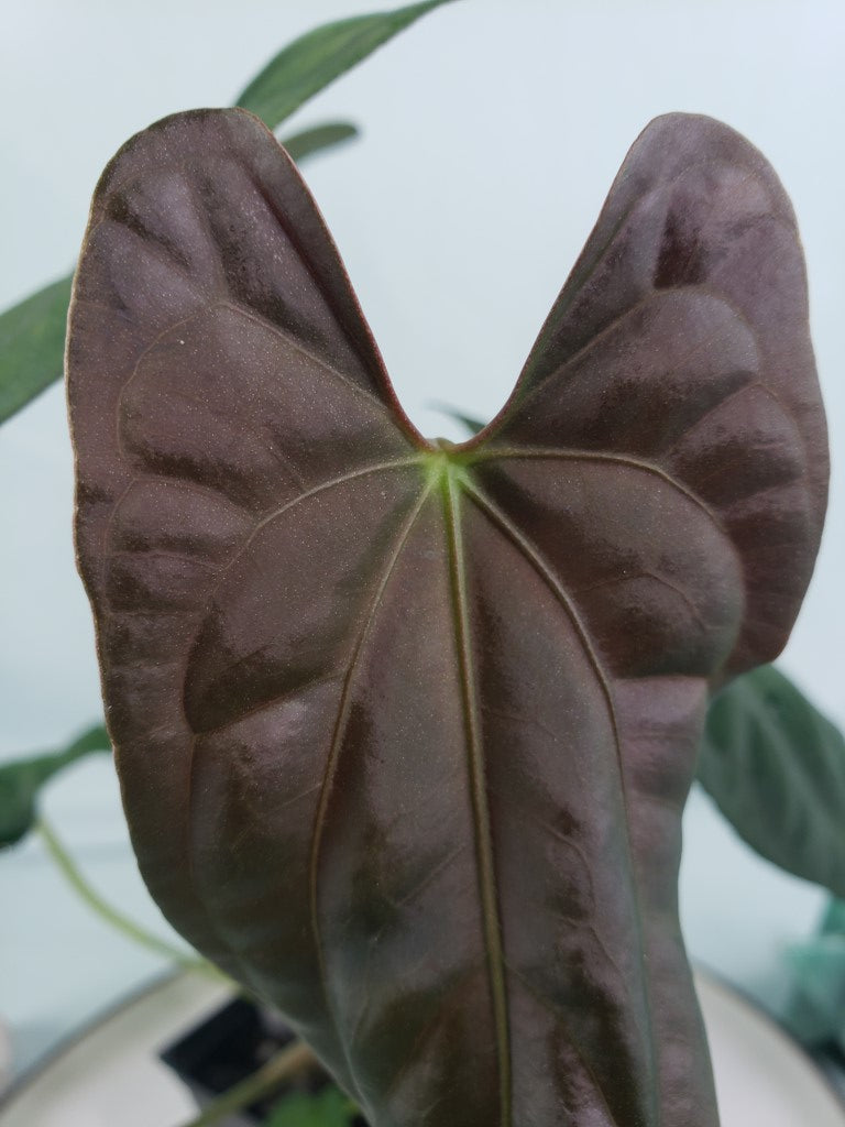 Papillilaminum Ralph Lyman x Fort Sherman, exact plant, Anthurium