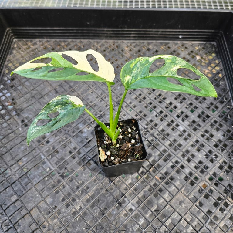 Monstera Adansonii Albo Tricolor, Exact Plant Variegated Ships Nationwide