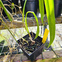 Load image into Gallery viewer, Philodendron Holtonianum, Exact Plant
