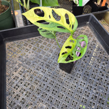 Load image into Gallery viewer, Monstera Adansonii Aurea, Exact Plant Variegated Ships Nationwide
