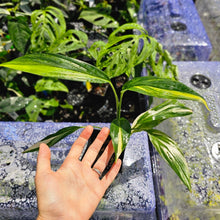 Load image into Gallery viewer, Epipremnum Amplissimum, Exact Plant Variegated Ships Nationwide

