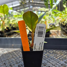 Load image into Gallery viewer, Philodendron Red Congo, Exact Plant Variegated Ships Nationwide
