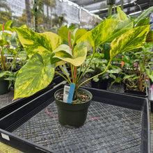 Load image into Gallery viewer, Anthurium Andraeanum White Heart, Exact Plant Variegated Ships Nationwide
