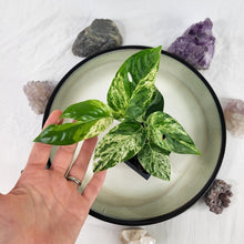 Load image into Gallery viewer, Epipremnum Pinnatum Marble, Exact Plant Variegated Ships Nationwide
