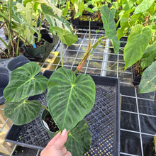 Load image into Gallery viewer, Philodendron Verrucosum Pseudoverrucosum Croat 6" pot, Fedex 2day
