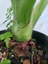 Load image into Gallery viewer, Cucullata Banana Split, Exact Plant, variegated Alocasia

