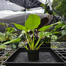 Load image into Gallery viewer, Philodendron Giganteum, Exact Plant Variegated
