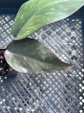 Load image into Gallery viewer, Philodendron Orange Princess, Exact Plant Variegated Ships Nationwide
