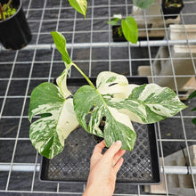 Load image into Gallery viewer, Monstera Borsigiana Albo Deliciosa, Exact Plant Variegated Ships Nationwide
