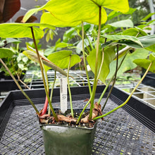 Load image into Gallery viewer, Philodendron Gloriosum, Dark Form, Exact Plant
